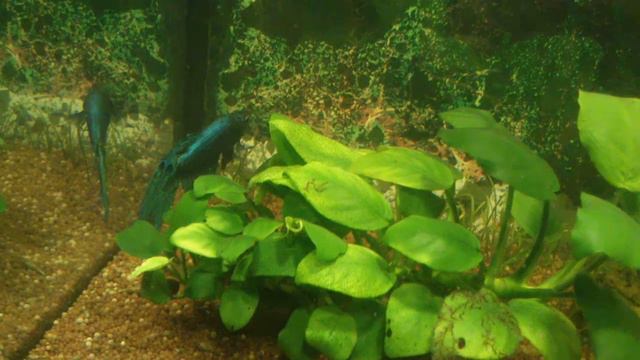 Как увеличить плавники Петушку смотреть онлайн