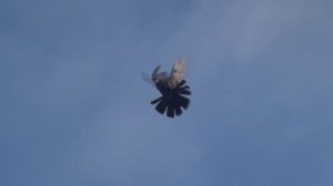 Самые Красивые Николаевские Голуби у Жоры из Макеевки.