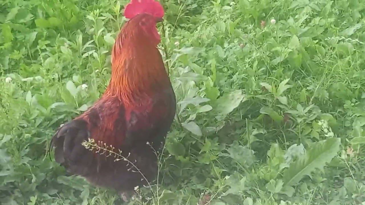 Правильный петух Маран))) смотреть онлайн