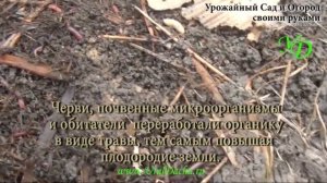 ГРЯДКУ НА ЦЕЛИНЕ. Как облегчить обработку целины без перекопки..mp4