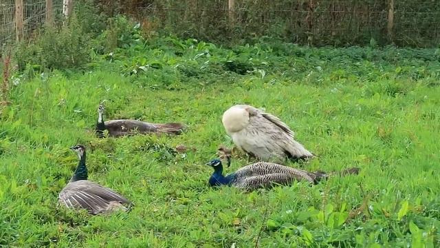 Мини-ферма // Что читают англичане смотреть онлайн