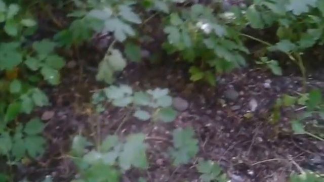 Водопад Абшир- Ата- одно из святых мест КЫРГЫЗСТАНА смотреть онлайн