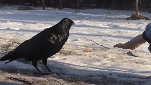 Ворон на Гремячей гриве. смотреть онлайн