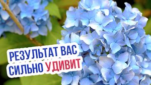 Чем следует удобрять гортензию? Как подкормить и ухаживать за гортензией крупнолистной