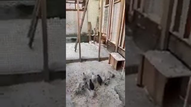 Бакинские бойные голуби 2019 смотреть онлайн