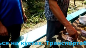 Гибридная форма "Катруся Каховская"