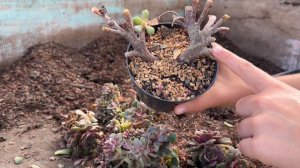 MANUTENÇÃO DA ECHEVERIA MONT | Greenhouse Suculentas