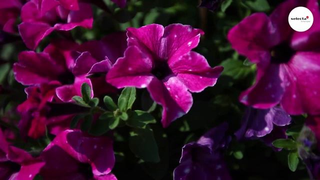 Petunia Circus Sky® смотреть онлайн