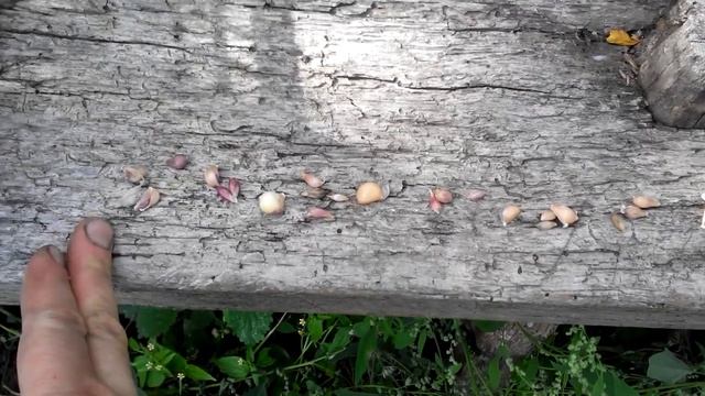Воздушная бульбочка чеснока. Готовимся к посеву. Часть 1. 2017г. смотреть онлайн