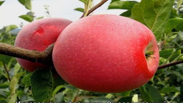 Яблоня Медовая