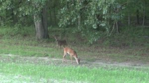 Охота с РСР винтовкой