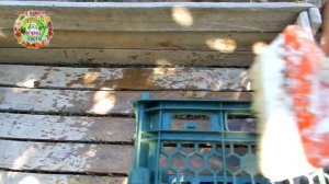 Чем продезинфецировать  тару для хранения картофеля? Содовая побелка ящиков