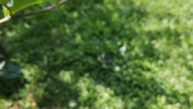 Taierile in verde la pomii fructiferi ! Ciupirea lastarilor! смотреть онлайн