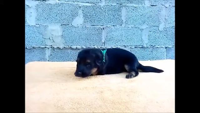 ЩЕНКИ ОТ УМА-ТУРМАН ИЗ ДОМА АЛИСЫ & ГРЕЙ ИЗ ДОМА ШЕБИС смотреть онлайн