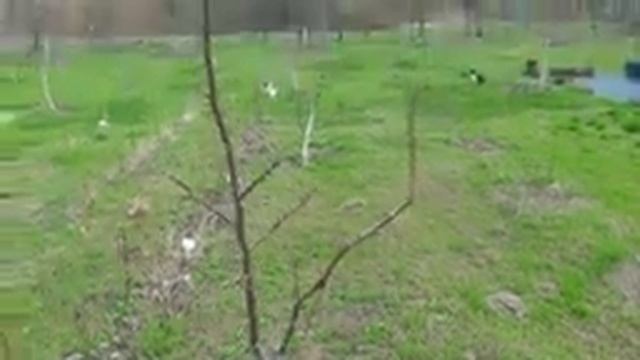 #6: Грецкий орех Кочерженко ПРИВИТЫЕ саженцы - ЗАКЛАДКА УРОЖАЯ: 1-й, 2-й год // Kocherzhenko walnut