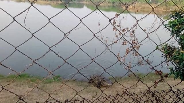 Крокодилы/природа