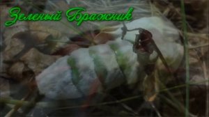 ЗЕЛЕНЫЙ БРАЖНИК          Превращение Гусеницы в Бабочку