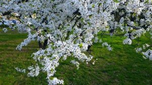 Футаж Цветущие Деревья Весной. Футаж Весеннее Цветение Деревьев. Футажи для видеомонтажа Видеофутаж