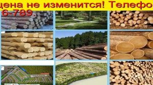 Оптом лес на корню