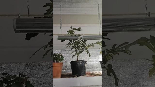 Освещение для цитрусов. Часть 2. смотреть онлайн