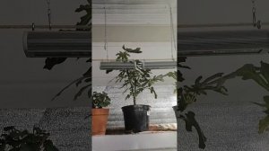Освещение для цитрусов. Часть 2.