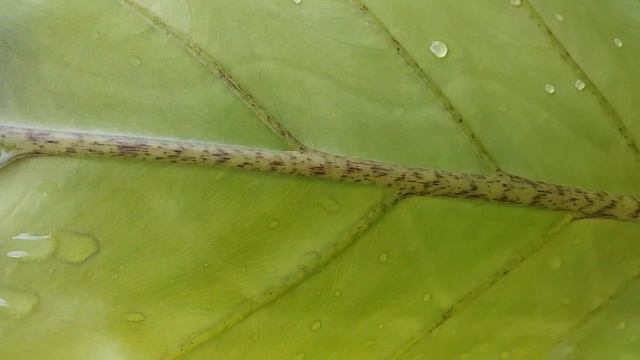 alokacia keris papua / lauterbachiana смотреть онлайн