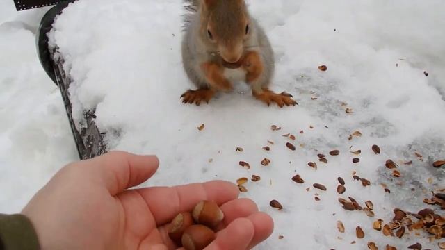 Белочки и орешки смотреть онлайн