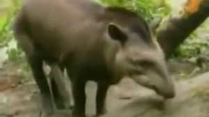 Животные размножаются