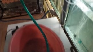 Секрет кристально чистой воды в вашем аквариуме!Вся правда об УФ-стерилизаторах!Плюсы и минусы!