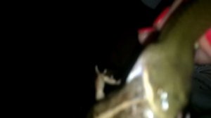 Поимка водяных змей во Вьетнаме