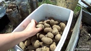 ПОСАДКА КАРТОФЕЛЯ БЕЗ ЛОПАТЫ В НЕКОПАННУЮ ЗЕМЛЮ!