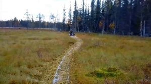 Паксус гранд по болоту летом