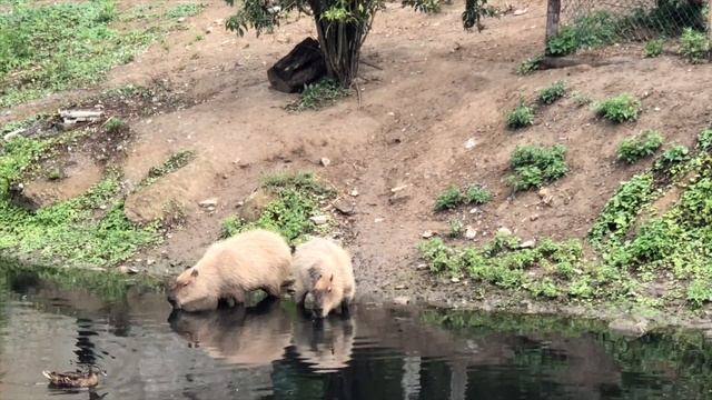 Welcome To Pairi Daiza - Best Zoo of Europe #Belgium #PairiDaiza #travel смотреть онлайн