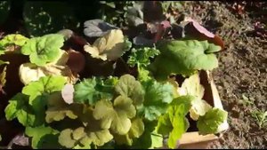 Гейхера: новые сорта гейхеры в моем саду) Часть 1 - посадка гейхер