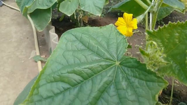 Обзор теплиц с огурцами смотреть онлайн