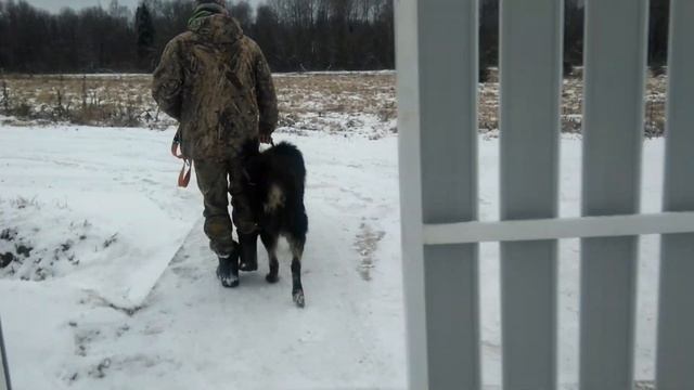 Дрессировка собак. И снова о похвале смотреть онлайн