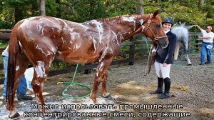 Как ухаживать за лошадью