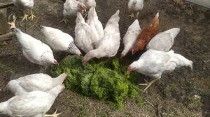 Бесплатный и полезный корм для домашней птицы. кормление ряской.