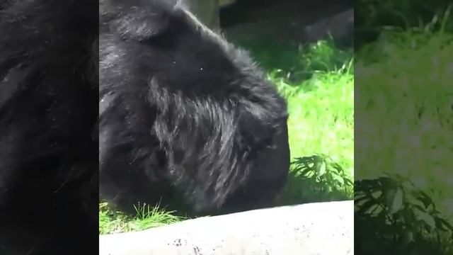 Старенький медведь-губач по кличке Пельмень из Московского зоопарка обожает валяться в гамаке .