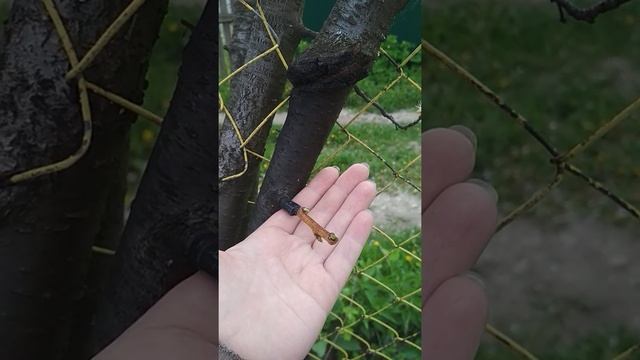 Прививка шарафуга. Прививка на сливу. Результат прививки. Косточковые. смотреть онлайн