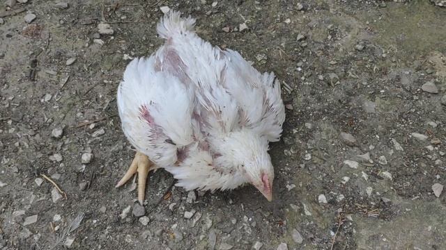 Бройлеры Кобб 500 1 месяц и 2 дня / дохнут без остановки! смотреть онлайн