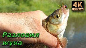 Нахлыст сплавом, на жука.