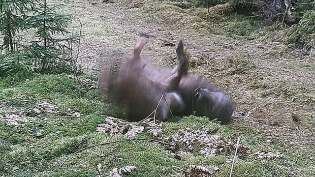 ЧТО ПРОИЗОШЛО?Редкие КАДРЫ СХВАТКИ между РЫСЬЮ и ВОЛКОМ. Кто ОСТАНЕТСЯ В ЖИВЫХ! смотреть онлайн