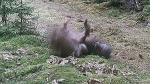 ЧТО ПРОИЗОШЛО?Редкие КАДРЫ СХВАТКИ между РЫСЬЮ и ВОЛКОМ. Кто ОСТАНЕТСЯ В ЖИВЫХ!