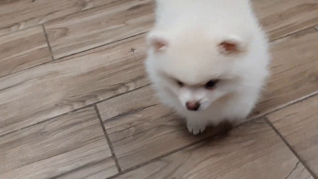 Шпицуля мальчуган