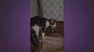 Когда нечего есть☹️ Смотреть всем! Прикол. Ролик про котов. Приколы с котами