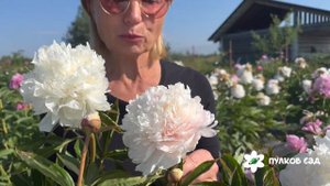 Чаривник пион. Пулково сад