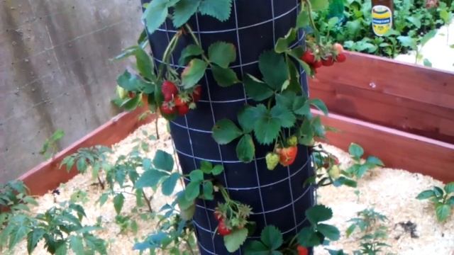 Сурер Клубника в тубах. Супер мини огород видео 7 смотреть онлайн