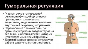 Биология 8 класс. Регуляция функций в организме