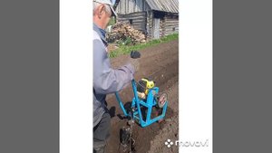 Посадка картофеля под окучник.
